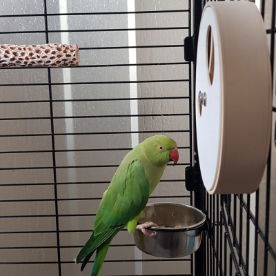 Large Foraging Wheel - tampa com 2 buracos