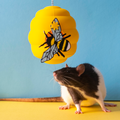 Colmeia de Abelhas (bee hive) foraging toy