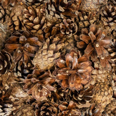 Pinhas - Back Zoo Nature