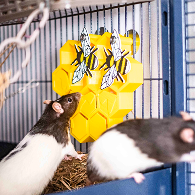 Honeycomb foraging toy