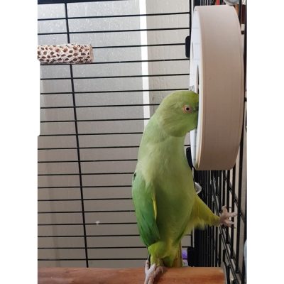 Large Foraging Wheel - tampa com 2 buracos