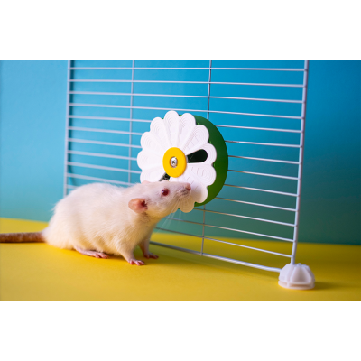 Flower Foraging Wheel