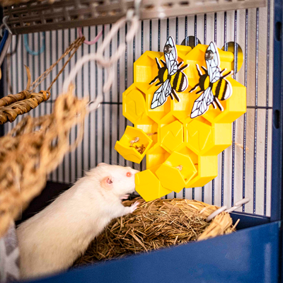 Honeycomb foraging toy