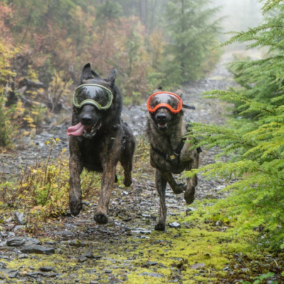 Óculos - RexSpecs V2 - Laranja "Blaze Orange"