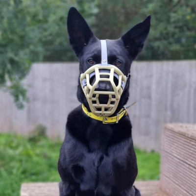 Tolly - The Muzzle Movement