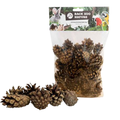 Pinhas - Back Zoo Nature