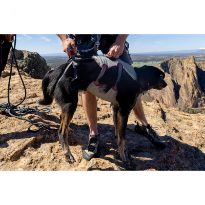 Cão preto com arnês cinzento ao ar livre em montanha com homem a ajustar arnês.