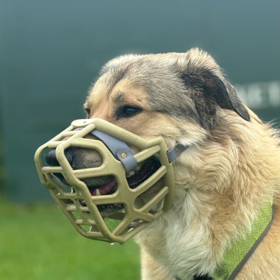 Taz - The Muzzle Movement