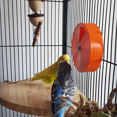 Foraging Wheel Clássica