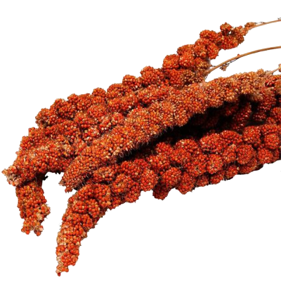 Espigas de Painço Vermelho100g (Red Millet)