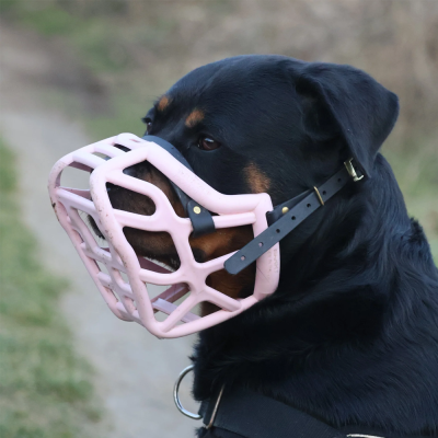 Harry - The Muzzle Movement