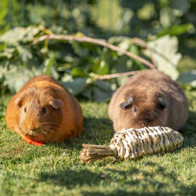 Cenoura de ervas para roedores