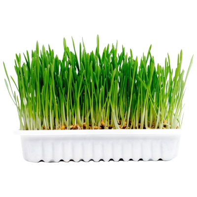 Kit de crescimento ervas naturais para roedores