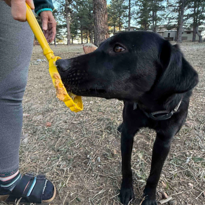 Colmeia - LicK Stick - Sodapup