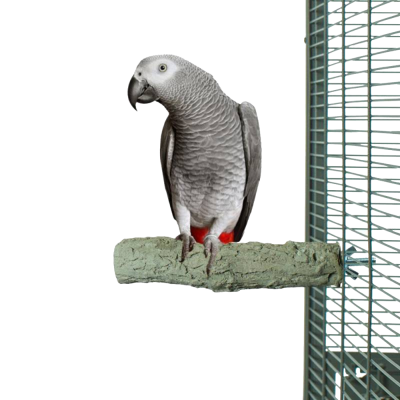 Poleiro de cimento - Back Zoo Nature