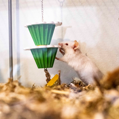 Mini Cup Foraging Flower