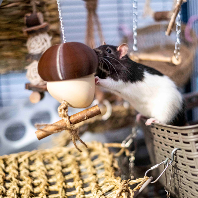 Foraging Mushroom - Castanho