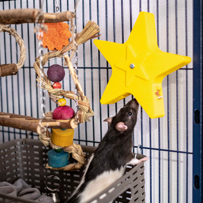 Spinning Star Foraging Toy