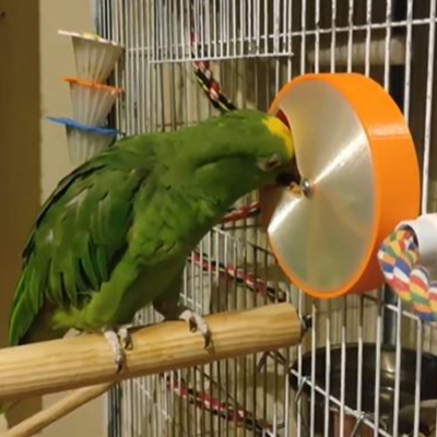 Large Foraging Wheel