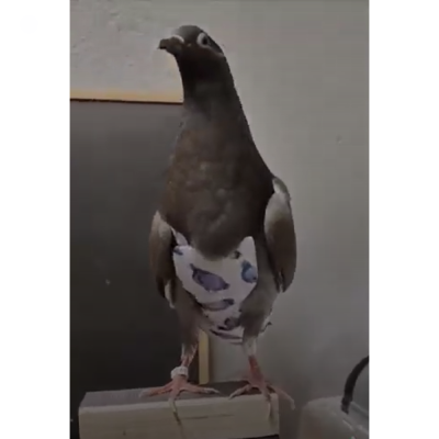 Calças higienicas para Pombos - Pombinhos - Fanzy Pants