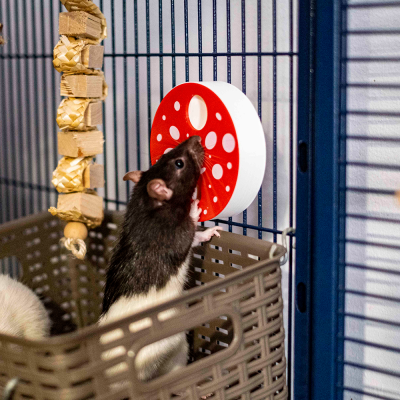 Red Mushroom Foraging Wheel