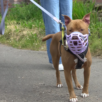 Cão castanho com focinheira roxa e peitoral preto numa estrada