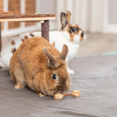 HALTERES EM MADEIRA E CORDA DE ALGAS PARA PEQUENOS ROEDORES