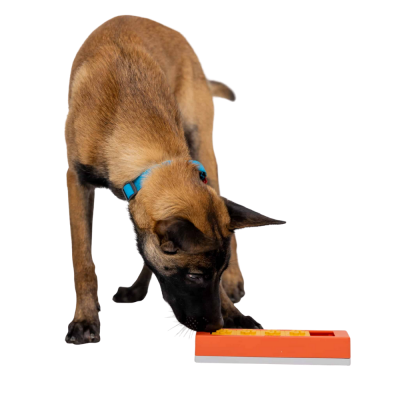 Cão com coleira azul a cheirar caixa de plástico laranja com botões amarelos