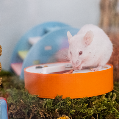 Spinner Foraging Toy