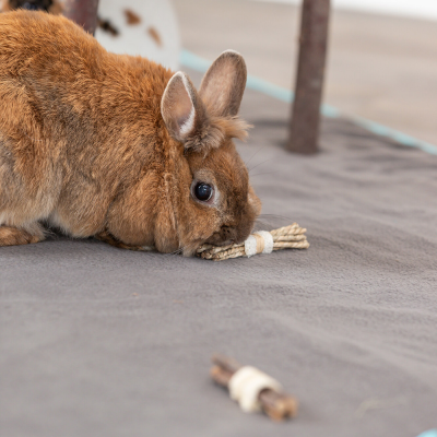 Pauzinhos com lufa e corda de algas