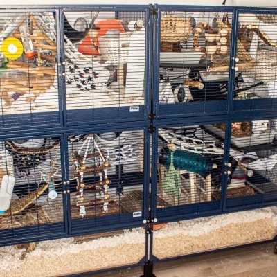 Duvo+ Substrato de cânhamo para roedores