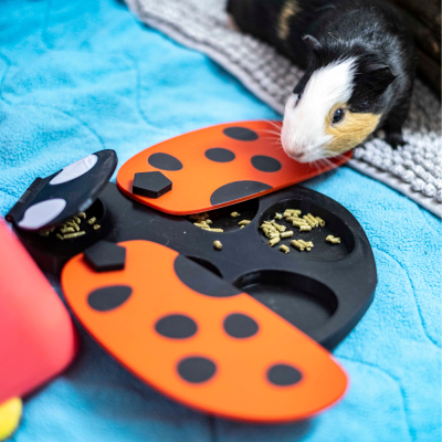 Joaninha Tabuleiro de Foraging