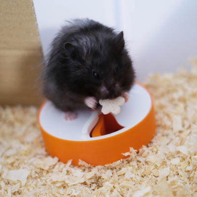 Spinner Foraging Toy