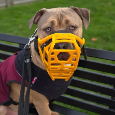 Mitzy - The Muzzle Movement