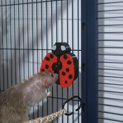 Pequena Joaninha de foraging