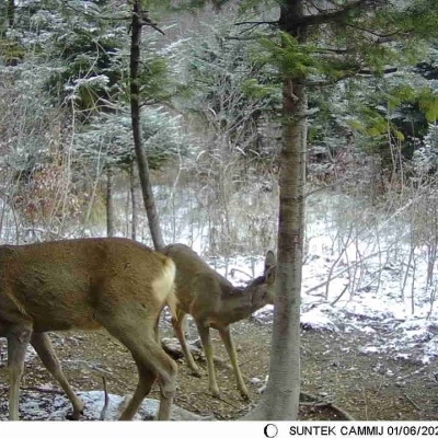 Câmara de caça portátil visão noturna gravação em deteção movimento