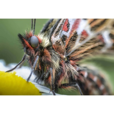 Laowa 100mm f/2.8 2X Ultra-Macro APO Nikon F-mount