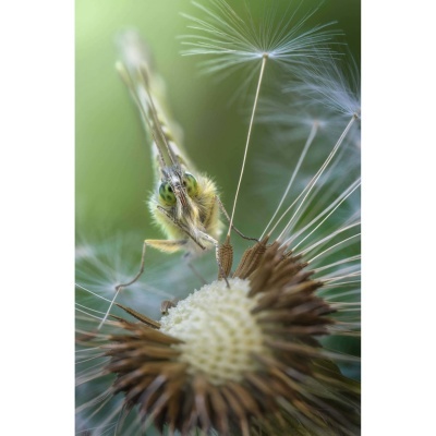 Laowa 100mm f/2.8 2X Ultra-Macro APO Nikon Z-mount