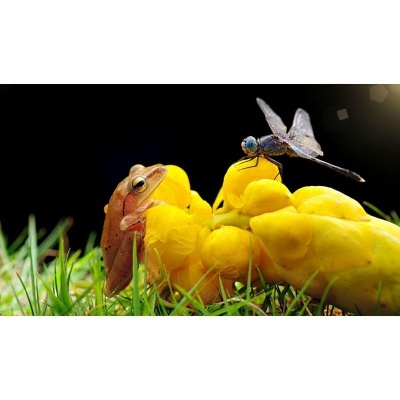 Laowa 60mm f/2.8 Ultra 2:1 Macro Canon EF-mount