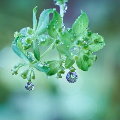 Sony FE 90mm f/2.8 Macro G OSS