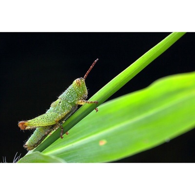 Laowa 60mm f/2.8 Ultra 2:1 Macro Canon EF-mount