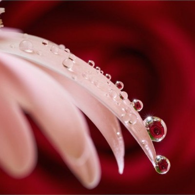 Sony FE 90mm f/2.8 Macro G OSS