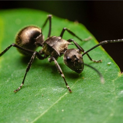 Formiga preta numa folha verde