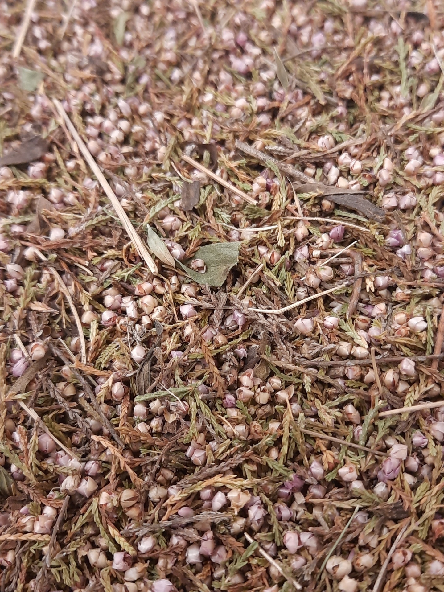 Ch&#x00E1;&#x20;De&#x20;Urze