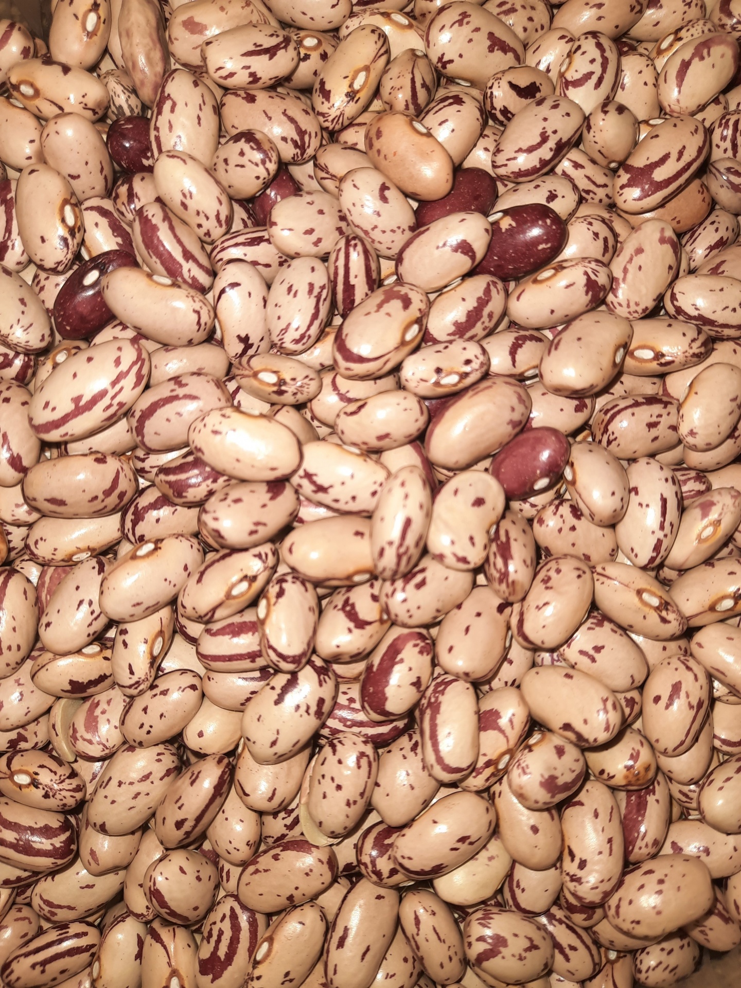 Feij&#x00E3;o&#x20;Catarino