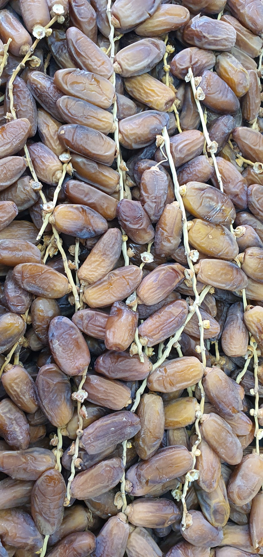 T&#x00E2;maras&#x20;Com&#x20;Rama