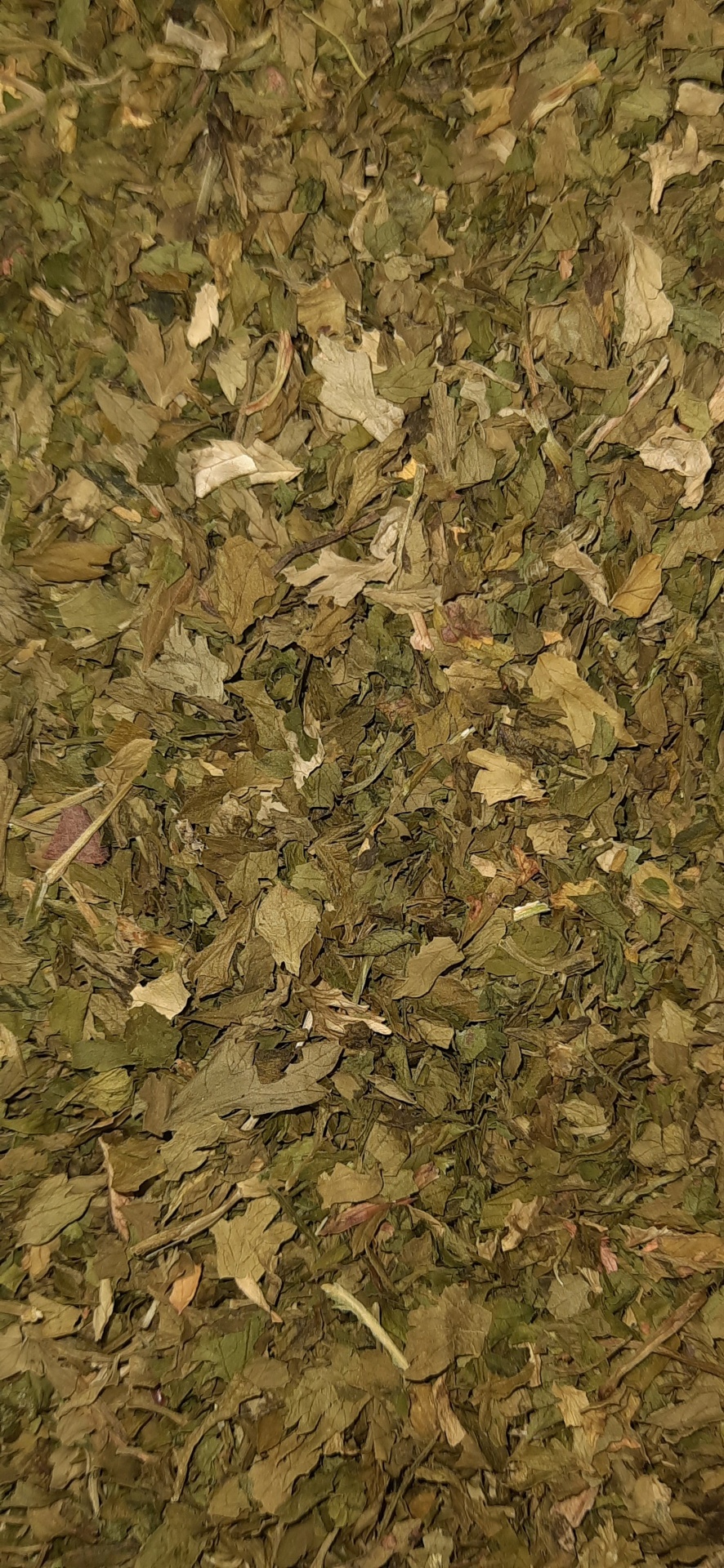 Salsa&#x20;Em&#x20;Folha