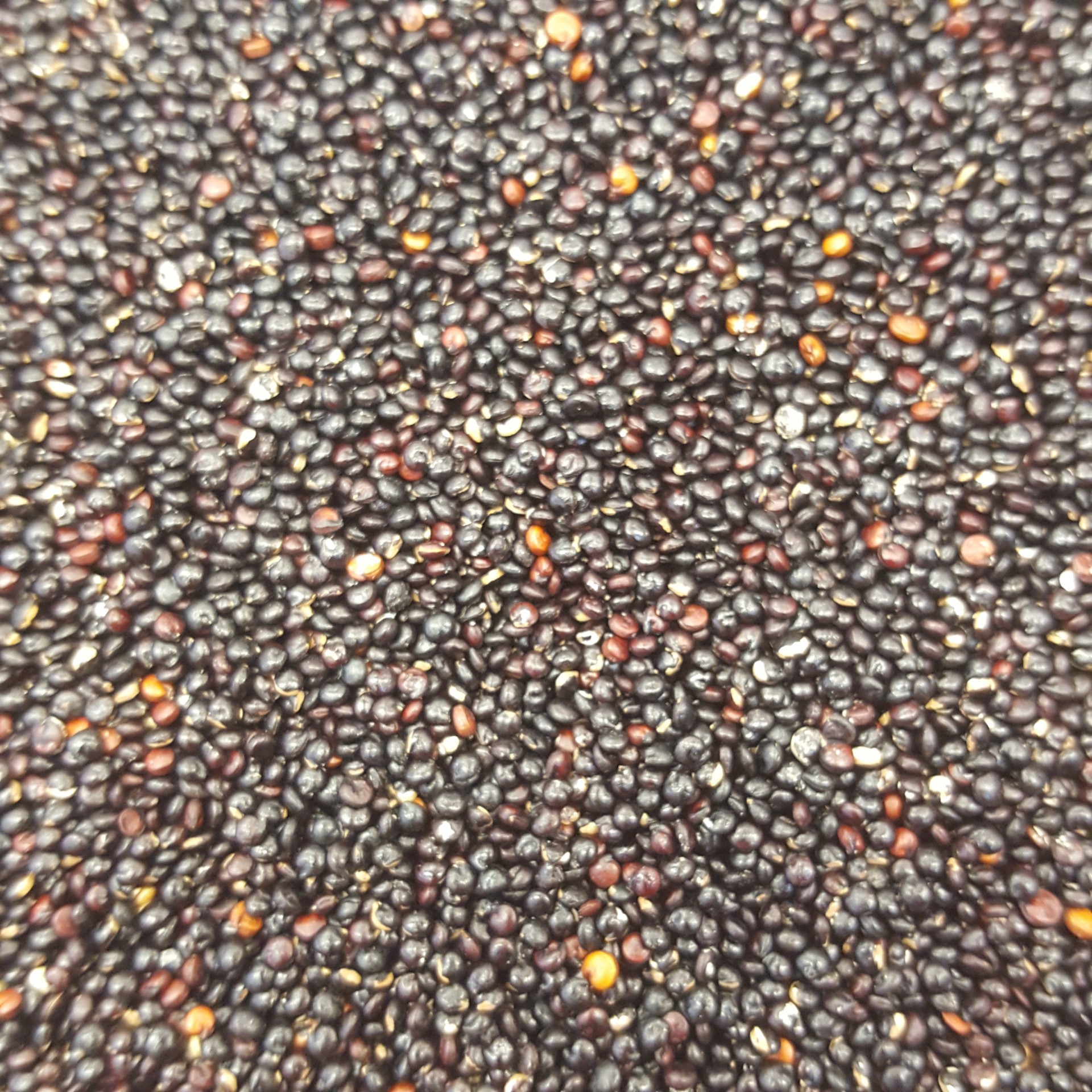 Semente&#x20;De&#x20;Quinoa&#x20;Preta