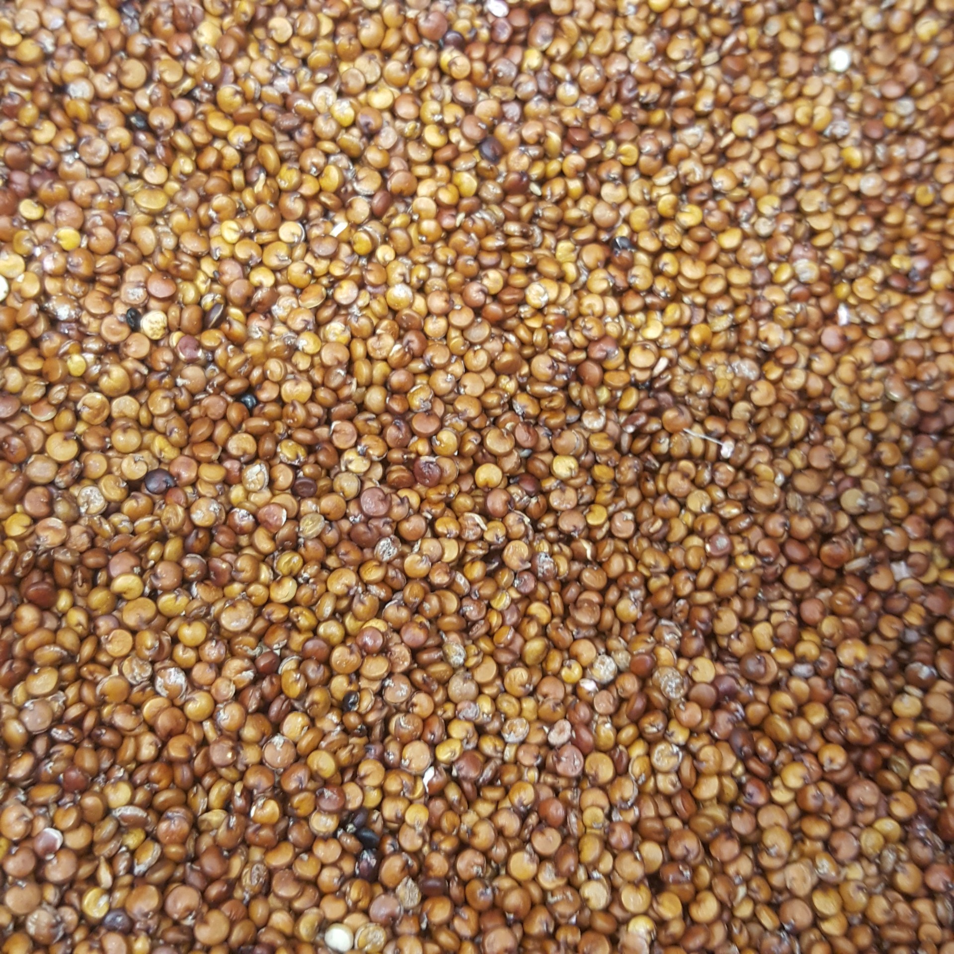 Semente&#x20;De&#x20;Quinoa&#x20;Vermelha