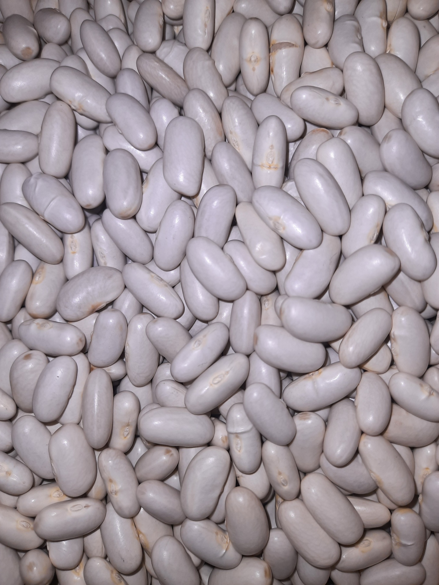 Feij&#x00E3;o&#x20;Branco